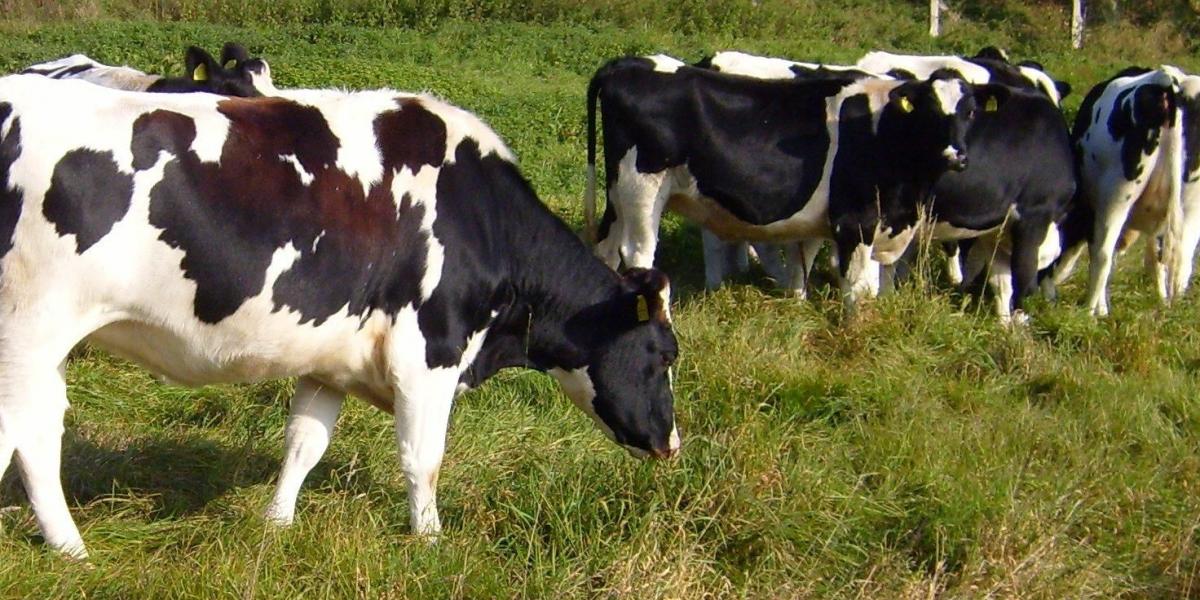 tunisie:Une nouvelle réduction de 30 dinars /tonne, des prix des fourrages destinés aux vaches laitières ( ministère de l’Agriculture)