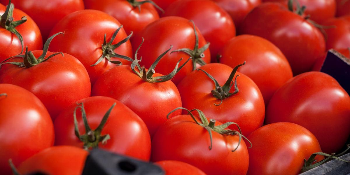 Tomates: le Maroc continue de gagner du terrain sur le marché européen