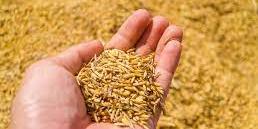 Algérie, La sécheresse ayant affecté le niveau des récoltes… : La production et les stocks mondiaux de blé en baisse