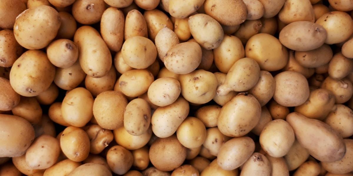 المغرب : البصل والبطاطس والزيتون .. لماذا تقييد التصدير؟