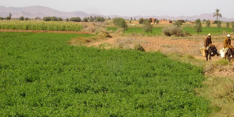 المغرب : الموسم الفلاحي 2022 ـ 2023.. توقع تحقيق سلاسل الأشجار المثمرة الخريفية رقم معاملات قدره 21 مليار درهم