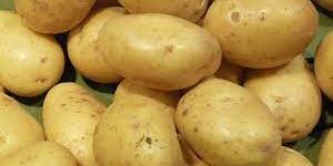 الجزائر- وزارة الفلاحة: الشروع في تفريغ 30 ألف طن من مخزون البطاطا الموجه للاستهلاك