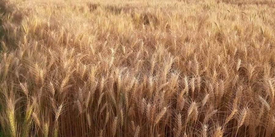 algerie_La concurrence russe change les données sur le marché mondial : Net recul des importations algériennes de blé tendre français