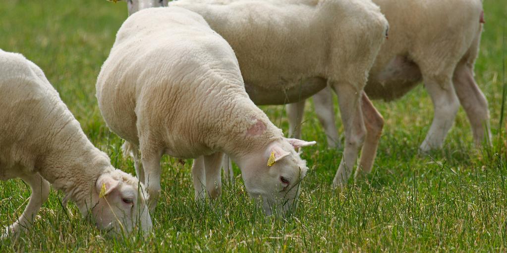 maroc:La sécheresse pousse le Maroc à augmenter ses importations de moutons roumains en 2024
