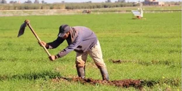 Algérie : Agriculture, un programme de soutien aux petits exploitants sera présenté prochainement au gouvernement