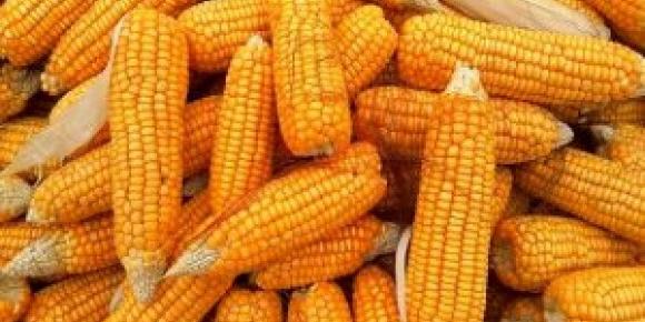 Algérie :Culture du maïs , l'ONAB entame la signature des contrats avec les agriculteurs