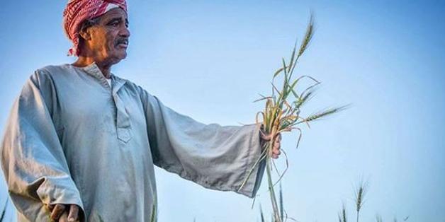 Egypte : Local wheat supply expected to increase by 1.5 ton in 2022, 240 feddans of wheat added to national plot via vertical expansion