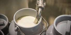 المغرب : بكلفة 60 مليون درهم.. تدشين وحدة لانتاج الحليب بجرسيف