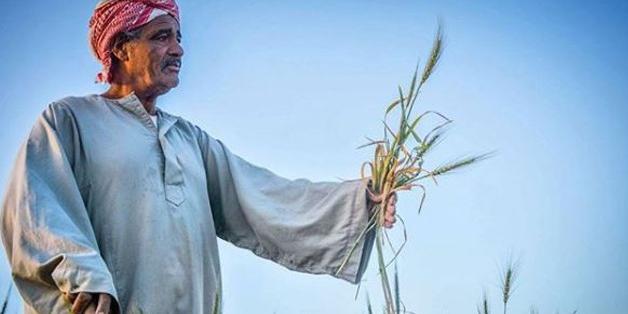 Egypt targets to increase wheat cultivation by 1.5 M feddan over 3 years