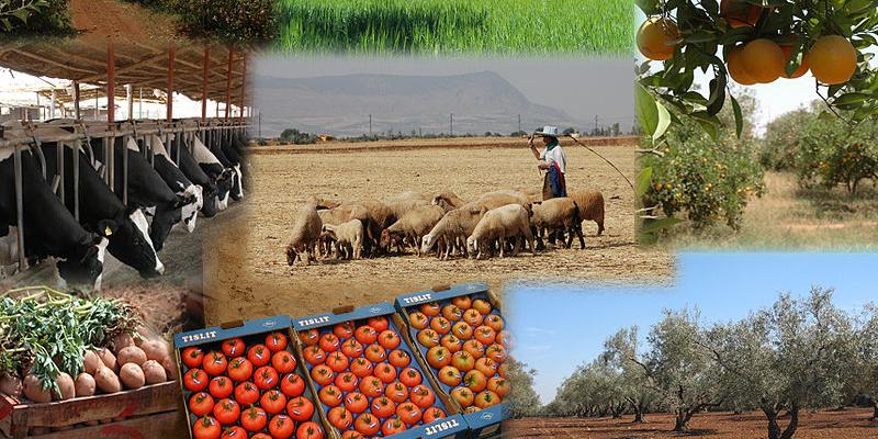 Algérie: Président Tebboune: augmenter la production agricole pour réaliser la sécurité alimentaire