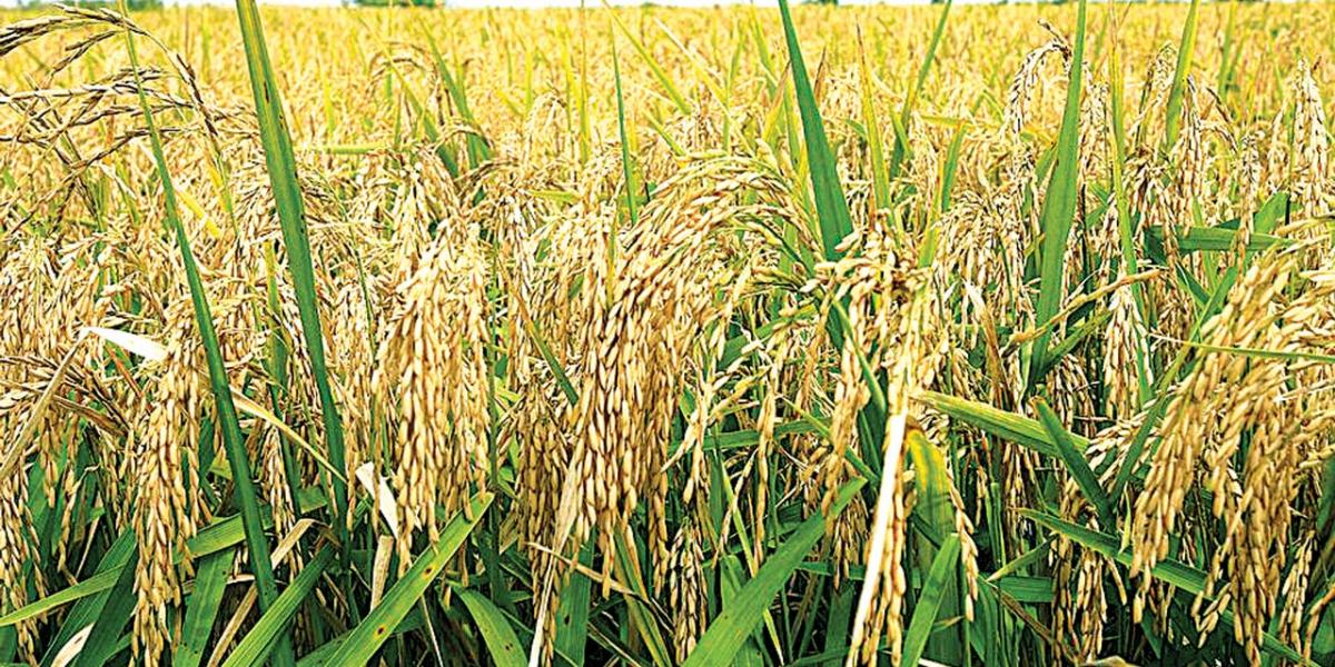 Nigeria : Report seeks urgent action to save Nigeria’s wheat value chain