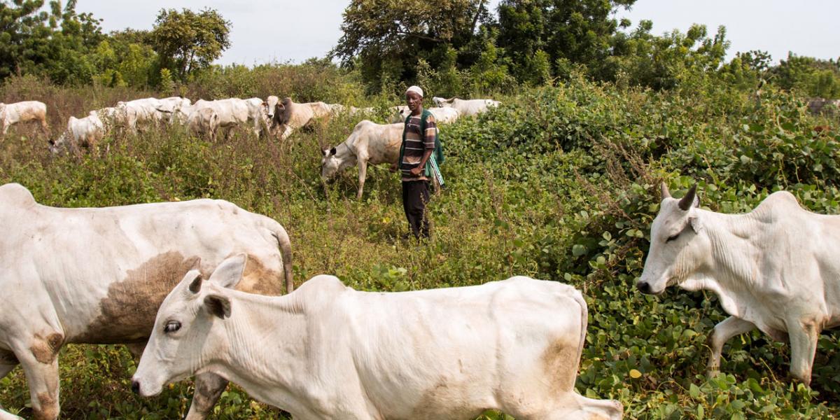 Nigeria-Dons blame economic interest for herder-farmer clashes