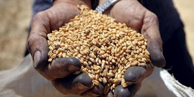 Egypt-Supply minister: 3.920M tons of local wheat delivered so far
