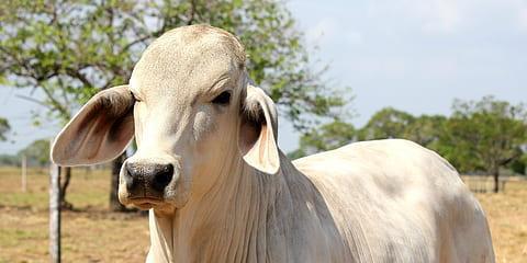 المغرب: بايتاس: الأبقار المستوردة من البرازيل مطابقة للجودة