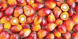 NEGERIA,How To Make Money From Palm Oil – Miller