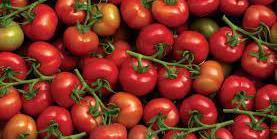 Le Maroc classé 3ème exportateur mondial de tomates