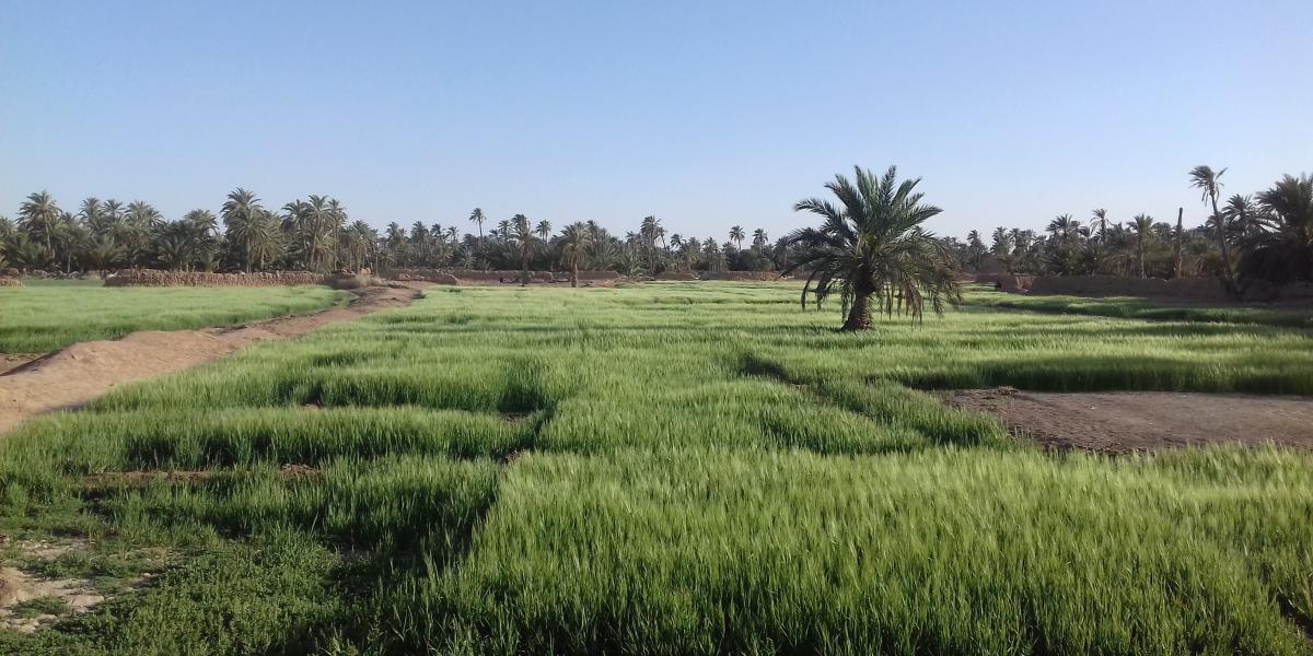 الجزائر, وزير الفلاحة: تسجيل “طلب قوي” على الاستثمار الزراعي في جنوب البلاد