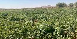 TUNISIE ,Dehiba : 200 millions de pastèques biologiques exportées vers l'Italie
