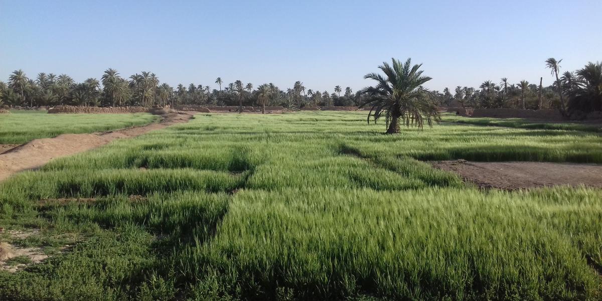 Algeria: Senegal invites Algerian companies to invest in the Senegalese agricultural sector