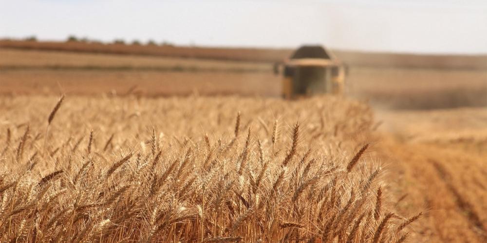 L'Algérie lance un appel d'offres pour l'achat de 200 mille tonnes de maïs fourrager